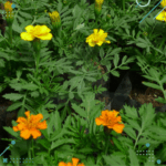 Semilla Flores de Huerta (30 semillas aprox)