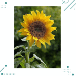 Semillas Girasol (20 semillas aprox)