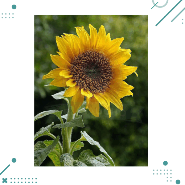 Semillas Girasol (20 semillas aprox)