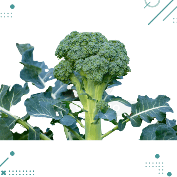 Semillas Brocoli (10 semillas aprox)