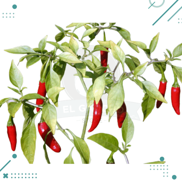 Semillas Aji Picante (10 semillas aprox)