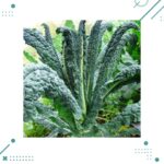 Semillas Kale Dinosaurio (nero di toscana) (20 semillas aprox)