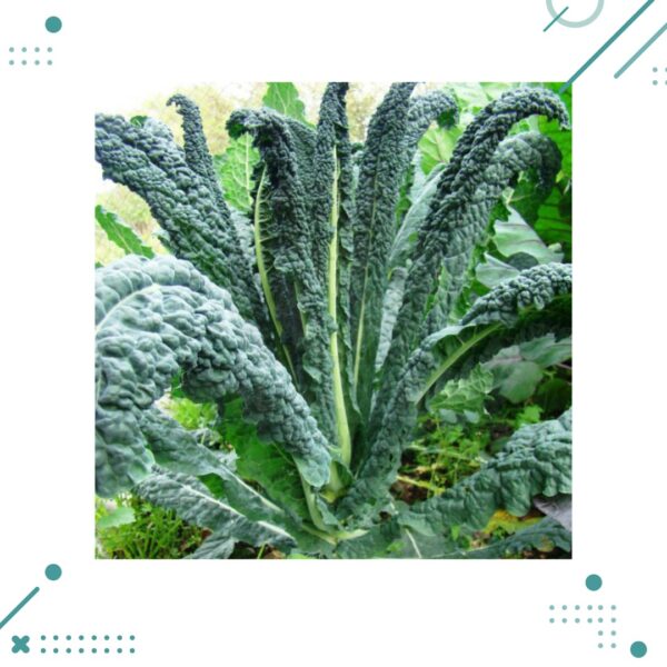 Semillas Kale Dinosaurio (nero di toscana) (20 semillas aprox)